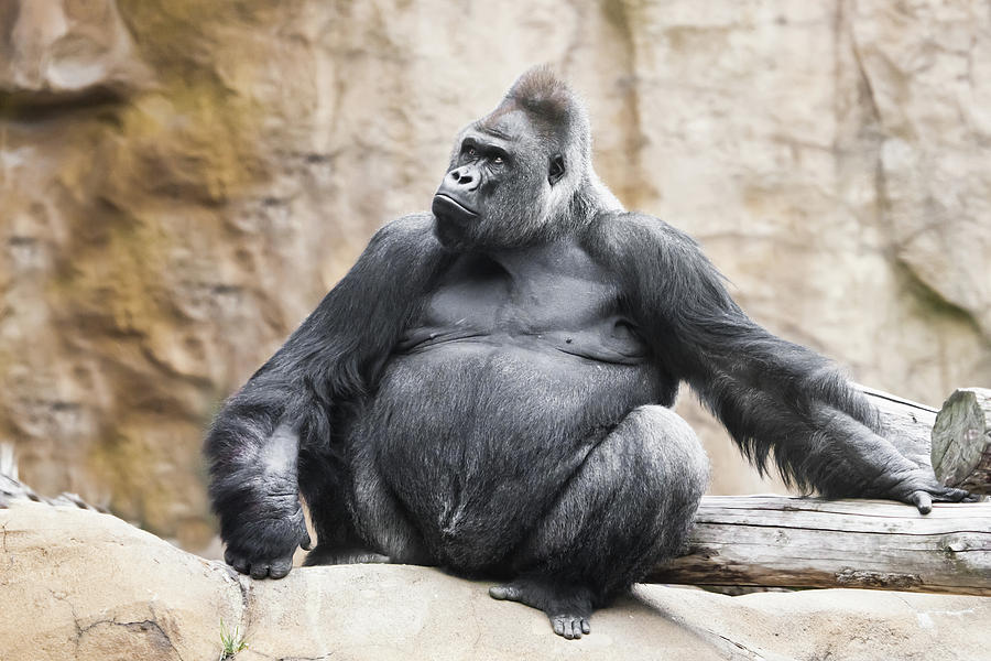 powerful-dominant-male-gorilla-sits-on-a-background-of-stones-an