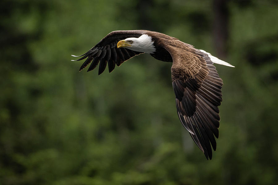 Powerful Eagle in Flight Photograph by Bill Cubitt