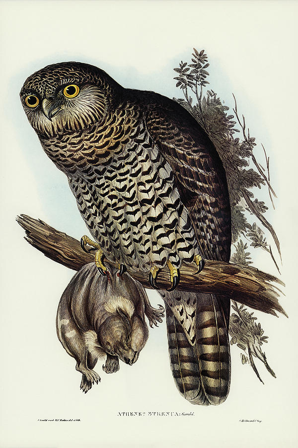 John Gould Drawing - Powerful Owl, Athene strenua by John Gould