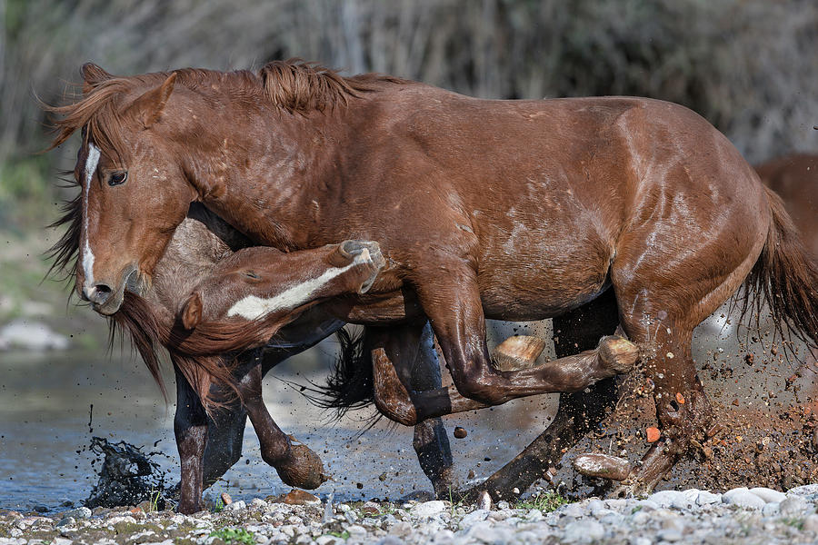 Powerful Stallions. Photograph by Paul Martin