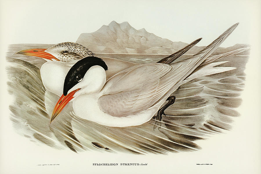 John Gould Drawing - Powerful Tern, Sylochelidon strenuus by John Gould