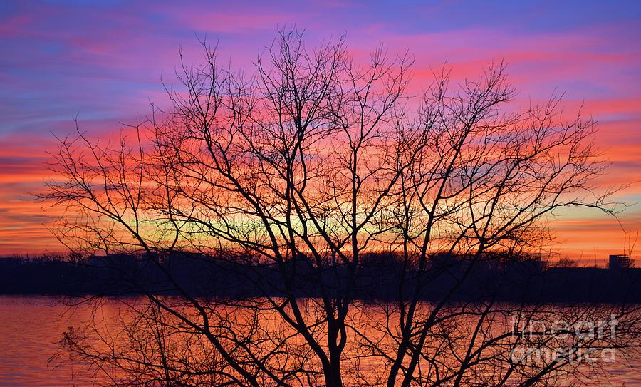 Powerful tree and Sunset Draped In Vermilion Over The River Photograph by Leonida Arte