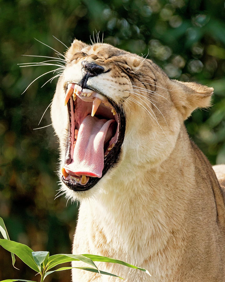 Powerful Yawn Photograph by Travis Rogers