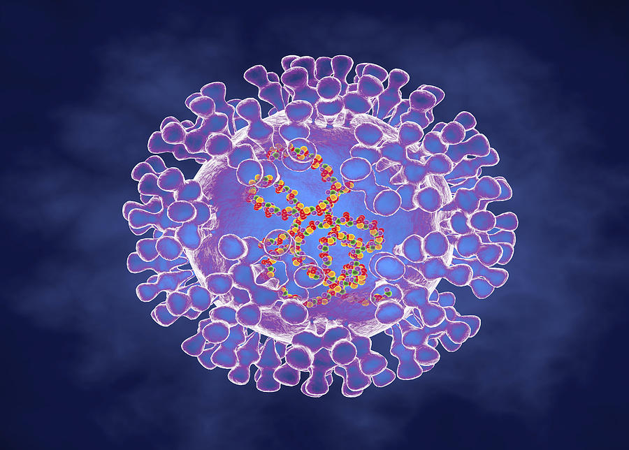 Pox virus, illustration Drawing by Roger Harris/science Photo Library