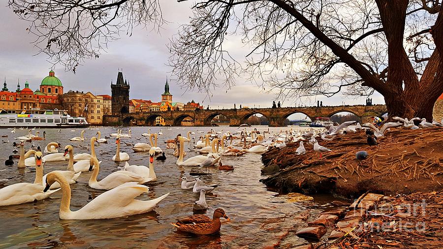 Prague Charles Bridge View with Swans and Seagulls Photograph by Amalia Suruceanu
