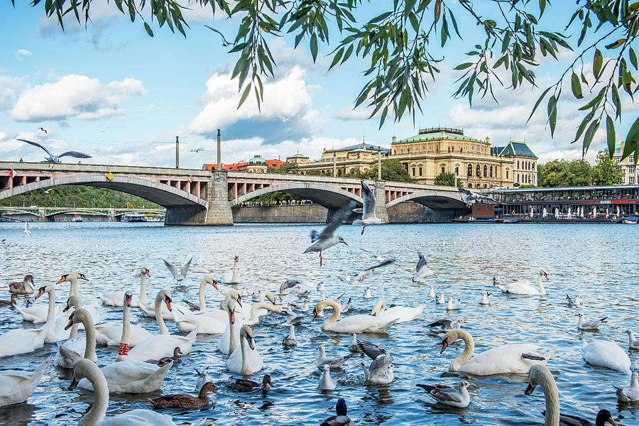 Prague Photograph - Prague Swans by Marla Brown