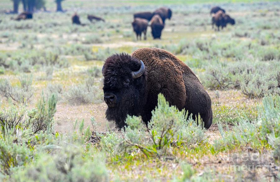 Prairie Bison Yellowstone Digital Art by Tammy Keyes