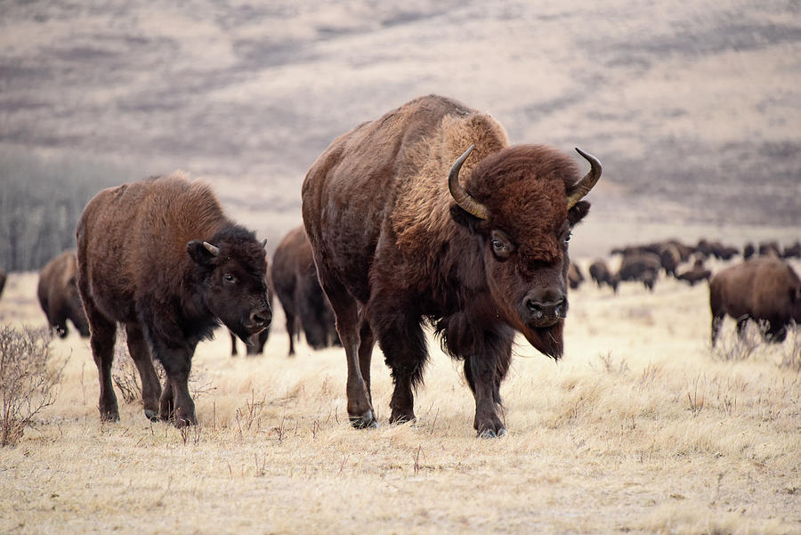 Prairie Buffalo Cow with Calf Photograph by Wendy Nuttall - Pixels