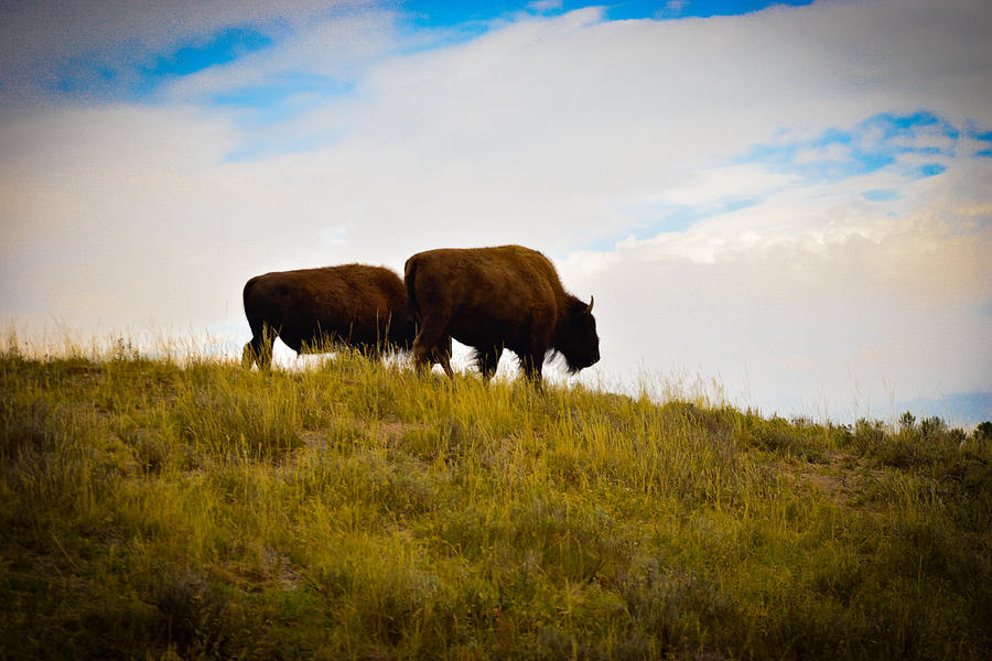 Prairie Buffalo  Photograph by William Dickgraber