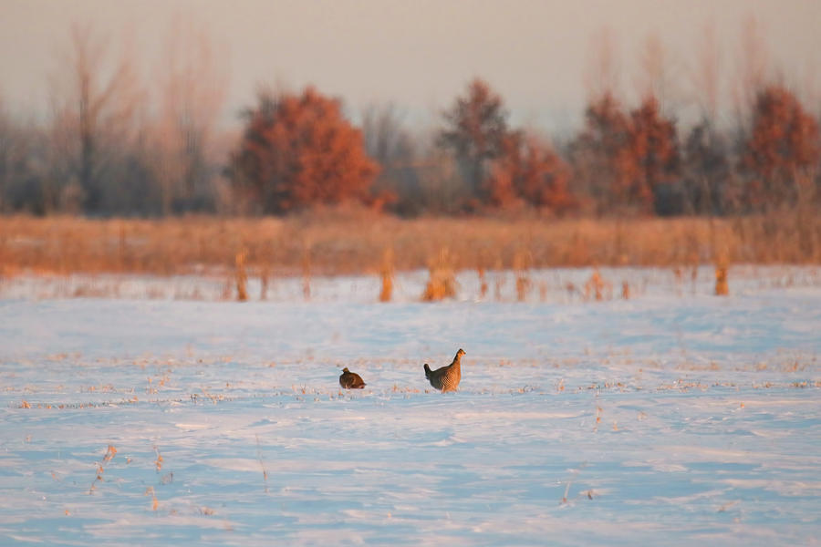 Prairie Chickens Photograph by Brook Burling