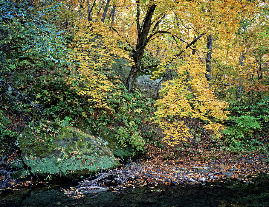 Prairie Creek Autumn Photograph by Bruce Morrison
