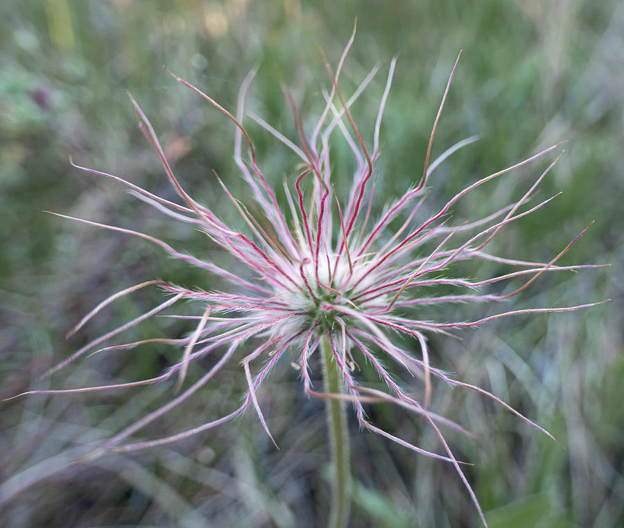 Plant Photograph - Prairie Crocus Seedhead by Karen Rispin