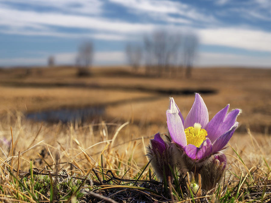 Prairie Crocus - Wild Pasque flowers in early spring on ND Prairie with coulee in background Photograph by Peter Herman
