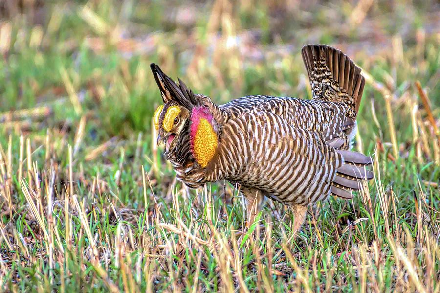 Prairie Dance Photograph by Jennifer Jenson - Fine Art America