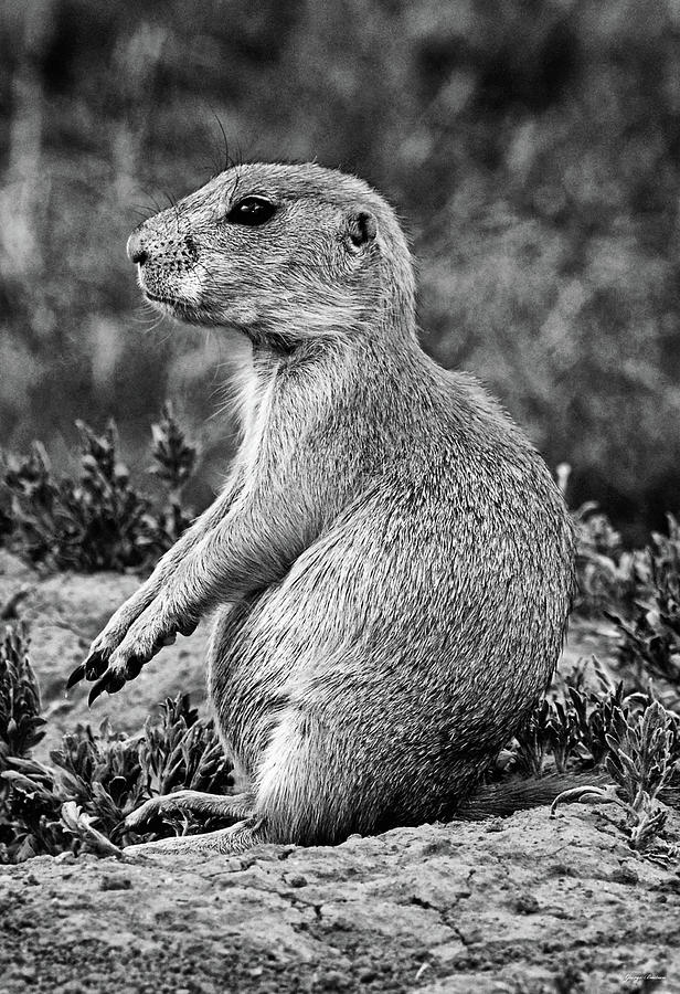 Prairie Dog At Devils Tower National Monument 007 bw Photograph by George Bostian