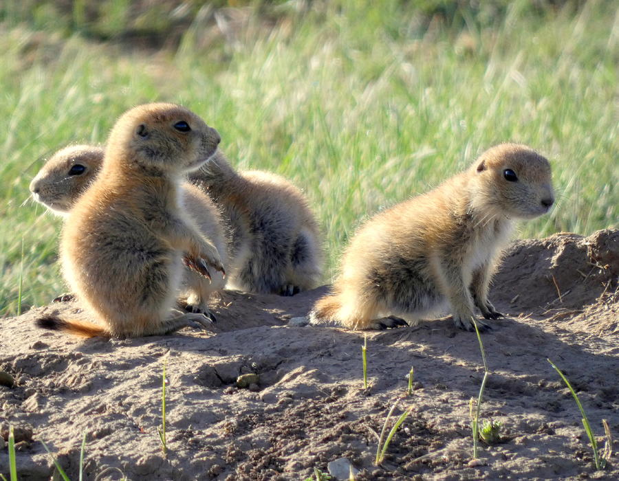 Prairie Dog Babies Photograph by Marcus Heerdt - Fine Art America