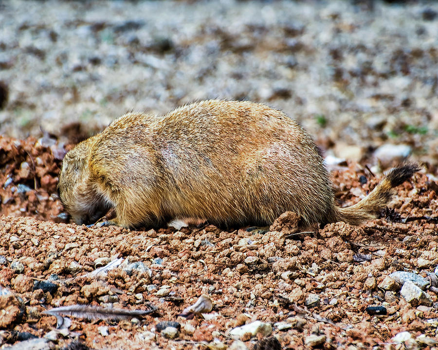 Prairie Dog going into burrow Photograph by Flees Photos