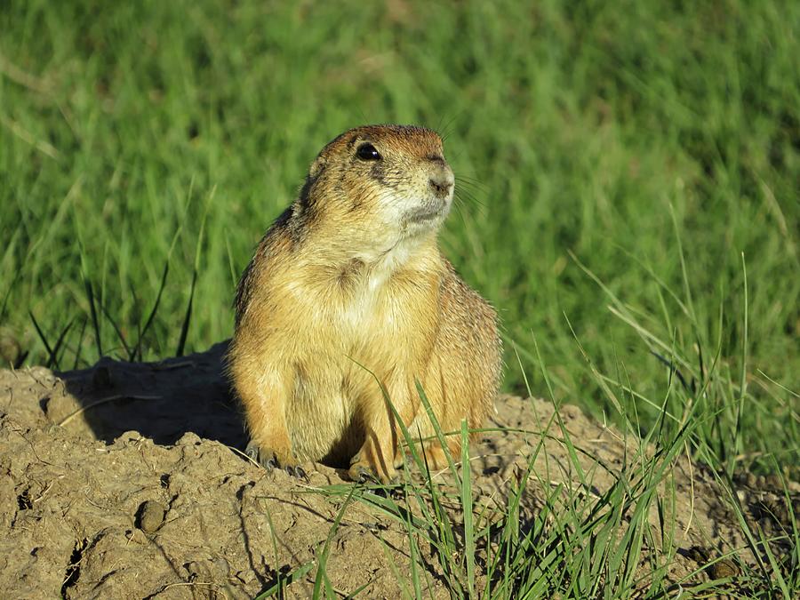 Prairie Dog in a Field Photograph by Connor Beekman