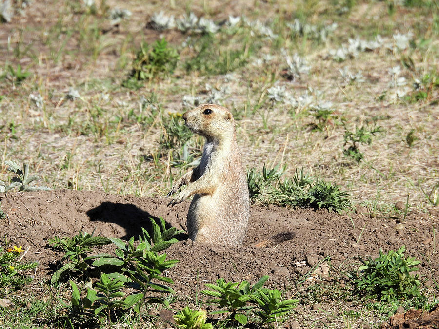 Prairie dog in Custer State Park in South Dakota Photograph by Lisa ...