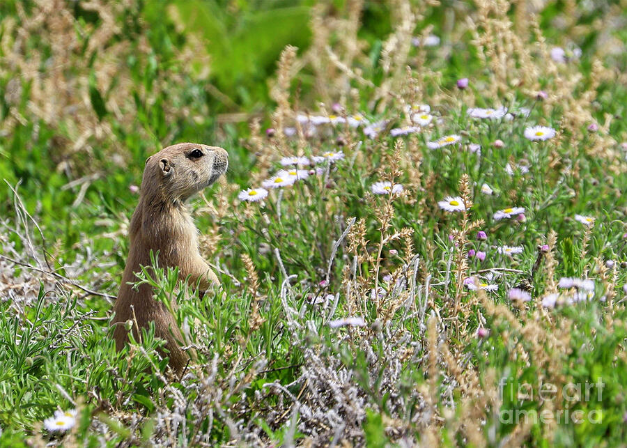 Prairie Dog in Flowers Photograph by Shirley Dutchkowski Prairie Dog in Flowers Photograph by Shirley Dutchkowski