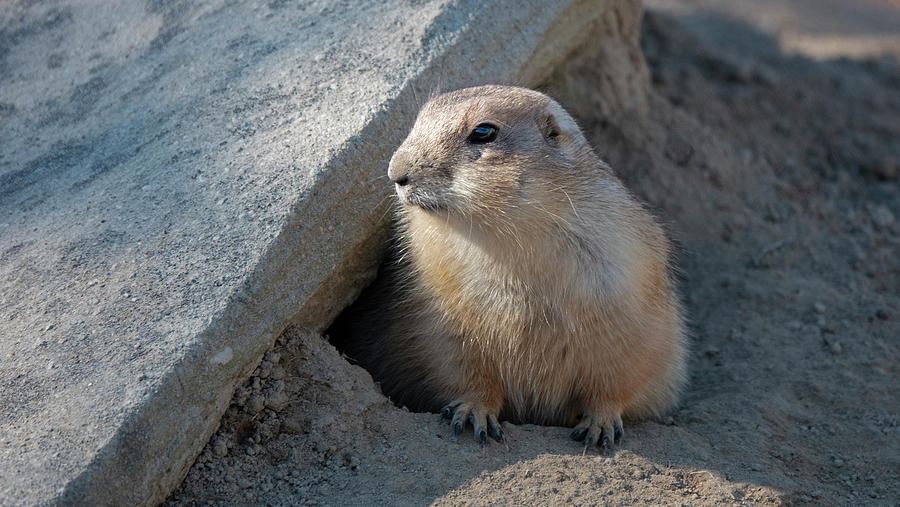 Prairie dog in hole Photograph by Jack Nevitt - Fine Art America