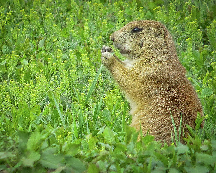 Prairie Dog in the Badlands Photograph by Mary Tastad Prairie Dog in the Badlands Photograph by Mary Tastad