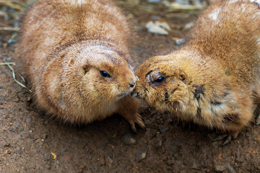Prairie Dog Kisses Photograph by Rose Guinther