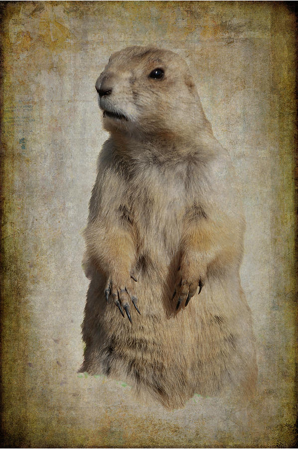 Prairie Dog Photograph by Norman Reid