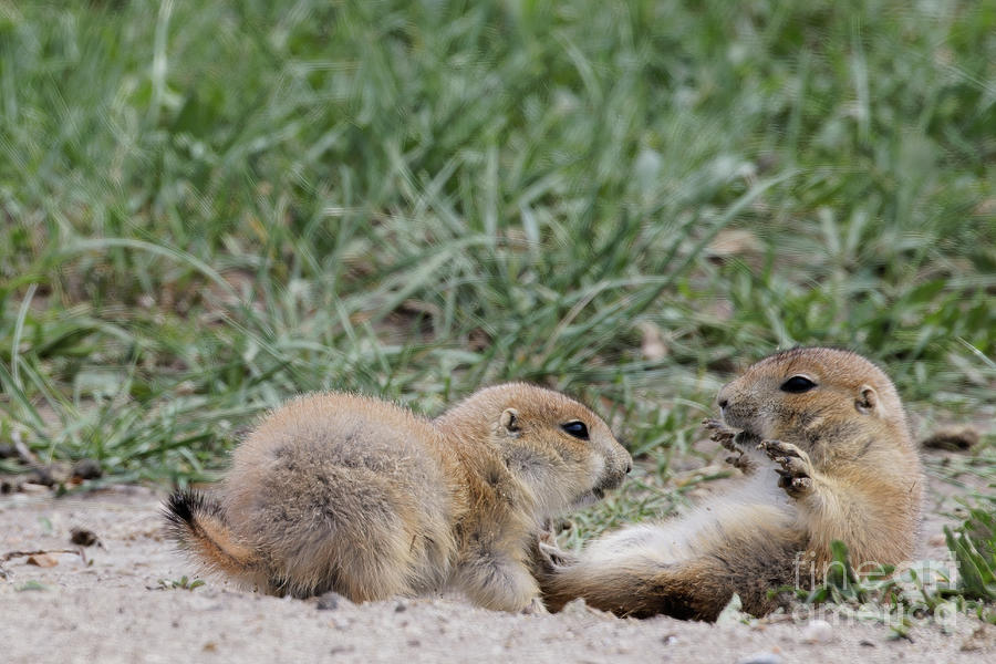 Prairie Dog Pup Play Photograph by Natural Focal Point Photography