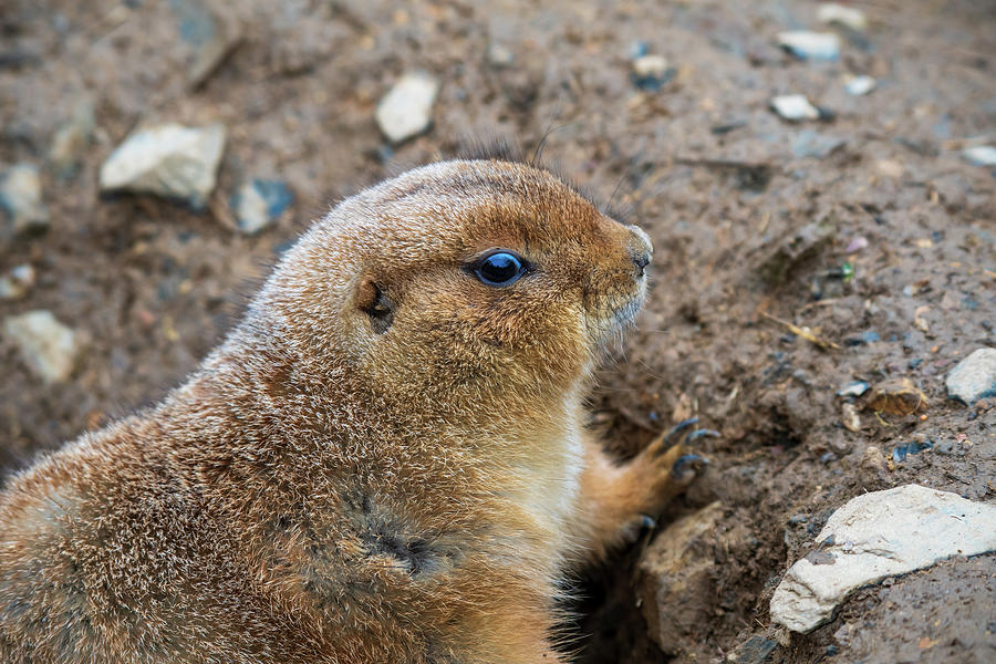 Prairie Dog  Photograph by Rose Guinther