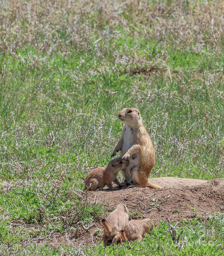 Prairie Dog with Baby Photograph by Shirley Dutchkowski Prairie Dog with Baby Photograph by Shirley Dutchkowski