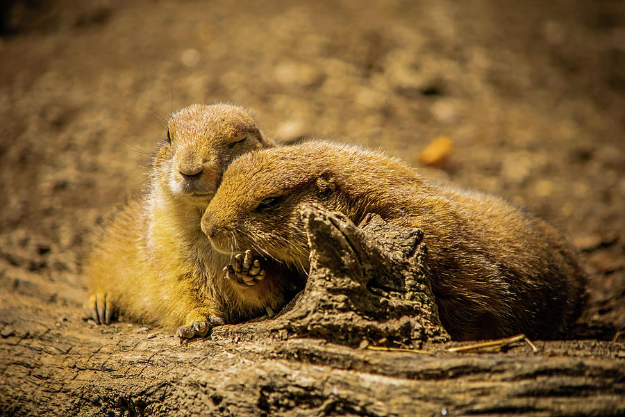 Prairie dogs Best Couple Photograph by Angela Carrion Photography