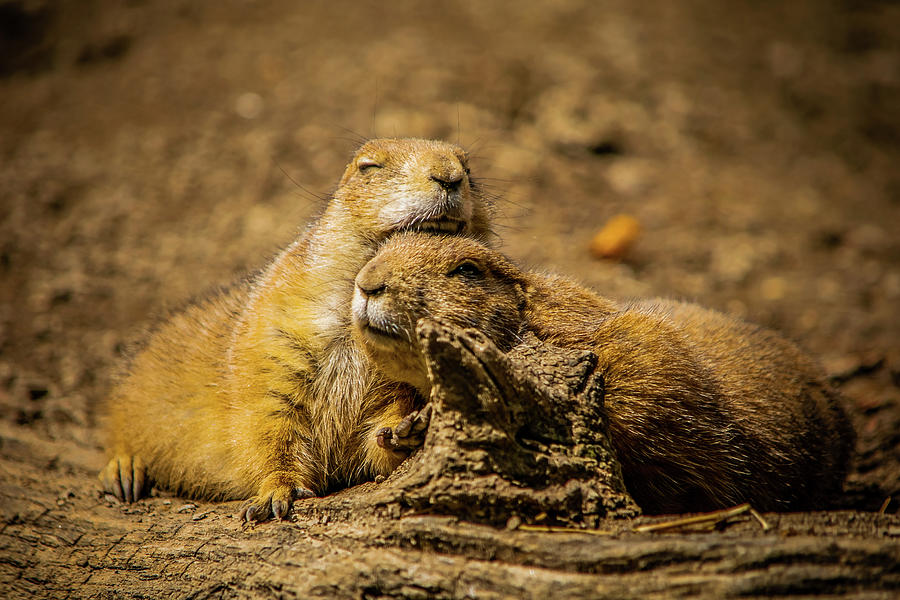 Prairie dogs Couple Photograph by Angela Carrion Photography