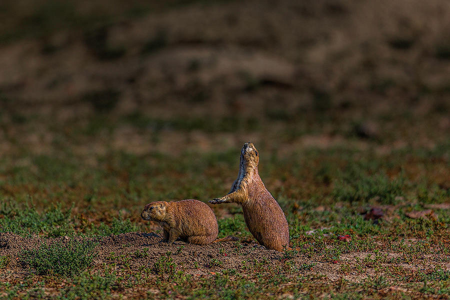 Prairie Dogs in North Dakota Photograph by Don Hoekwater Photography
