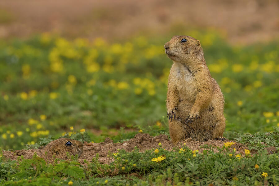 Prairie Dogs in the Dandelions Photograph by Lee and Renee Walsh Prairie Dogs in the Dandelions Photograph by Lee and Renee Walsh