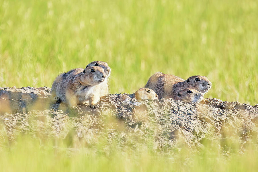 Prairie Dogs Photograph by Leith Sandness - Fine Art America