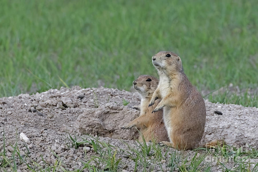 Prairie Dogs on the Badlands Photograph by Natural Focal Point Photography