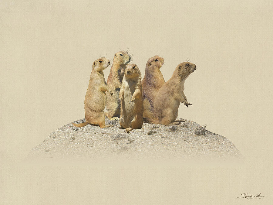 Prairie Dogs Digital Art by M Spadecaller