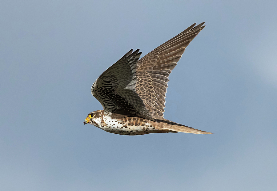 Prairie Falcon against a Stormy Sky Photograph by Loree Johnson