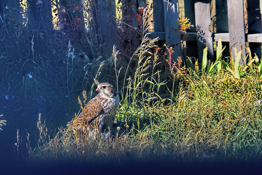 Prairie Falcon Photograph by Alana Thrower
