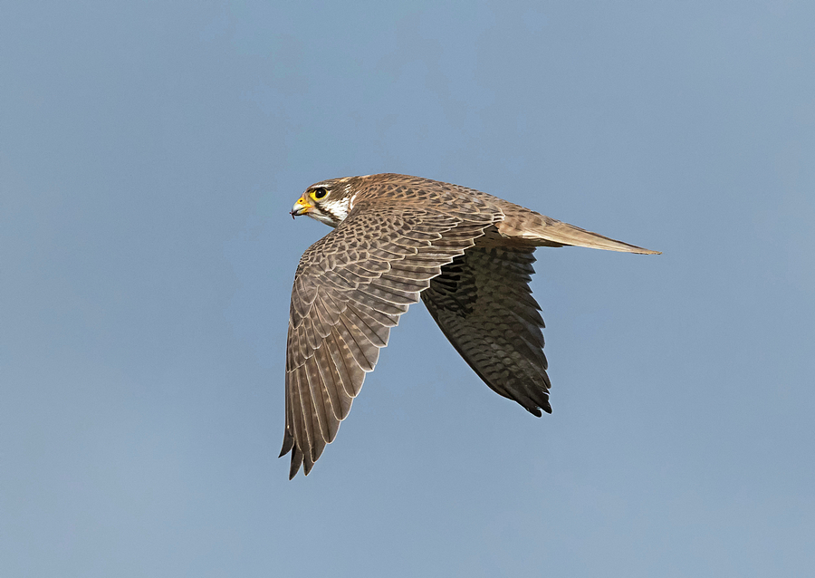 Prairie Falcon Flyby Photograph by Loree Johnson