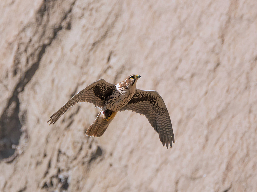 Prairie Falcon in Flight Photograph by Loree Johnson