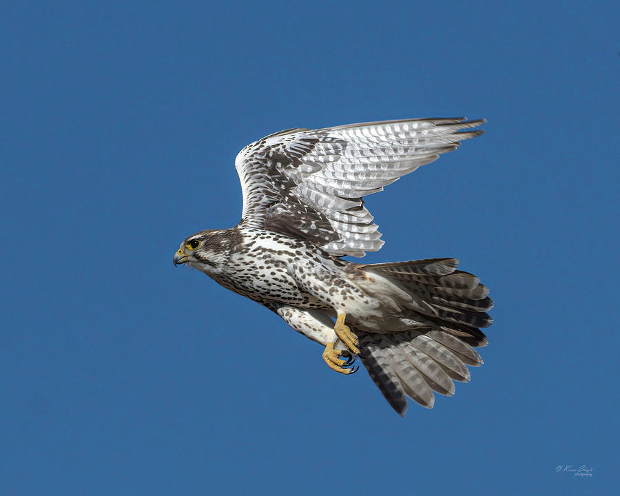 Prairie Falcon Photograph by Karen Slagle
