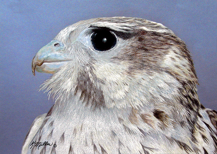 Prairie Falcon Painting by Kathie Miller