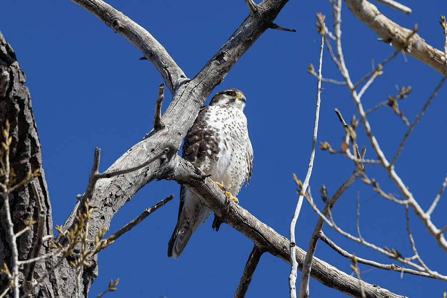 Prairie Falcon Keeps Watch From on High Photograph by Tony Hake