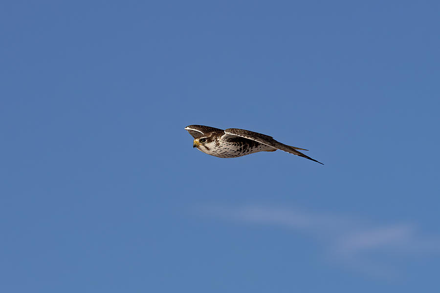 Prairie Falcon Makes a Fast Flyby Photograph by Tony Hake