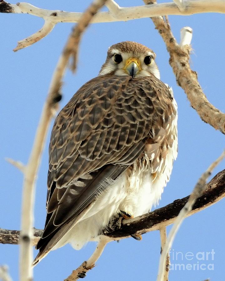 Prairie Falcon Photograph by Robert Buderman