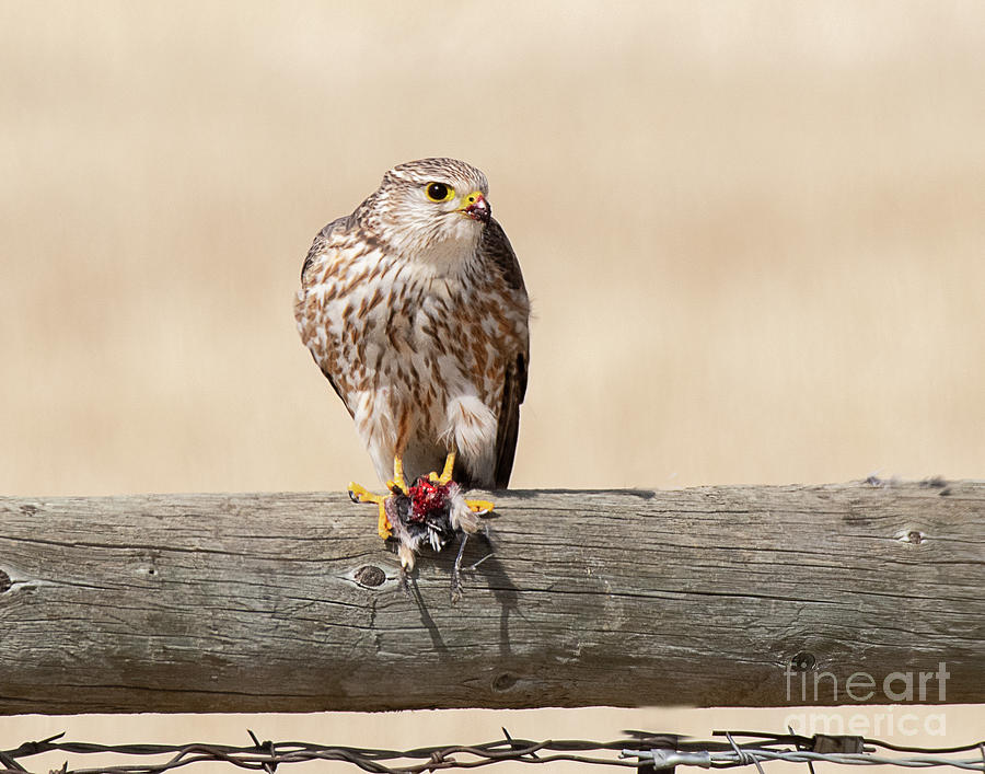 Prairie Falcon with Prey Photograph by Dennis Hammer