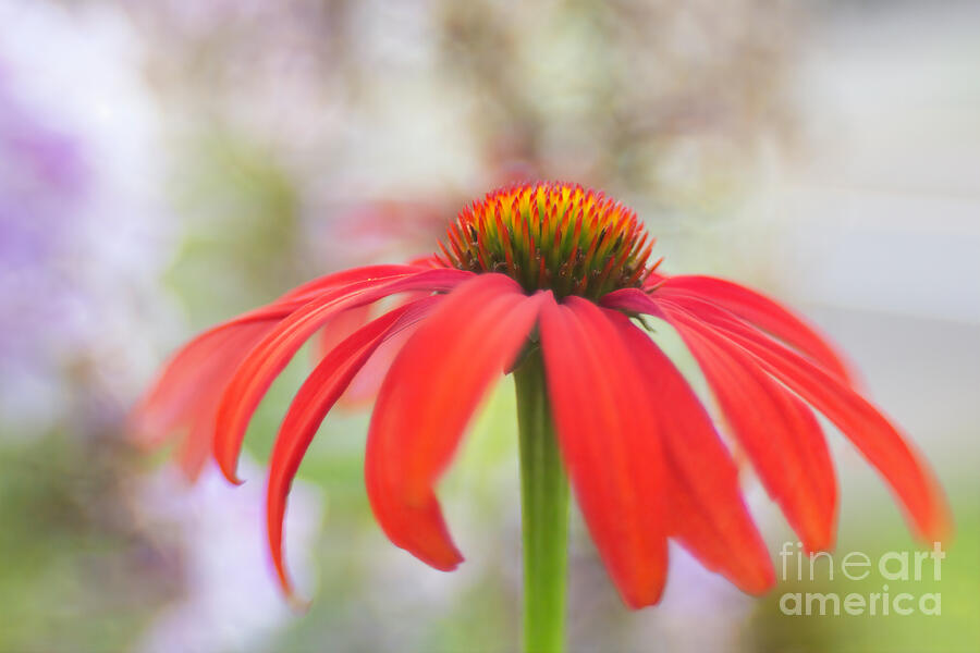 Prairie Flower Digital Art by Macro Abundance Art Prairie Flower Digital Art by Macro Abundance Art