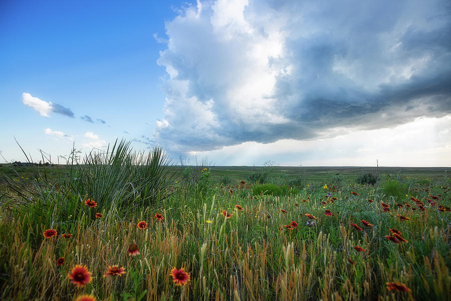 Flower Photograph - Prairie Flowers - Wildflowers and Storm in Texas by Southern Plains Photography